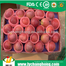 Qinguan Apfel
